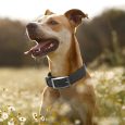 Benepaw-Adjustable-Dog-Collar-Durable-Soft-Rubber-Coated-Webbing-Waterproof-Easy-To-Clean-Pet-Collars-For-2