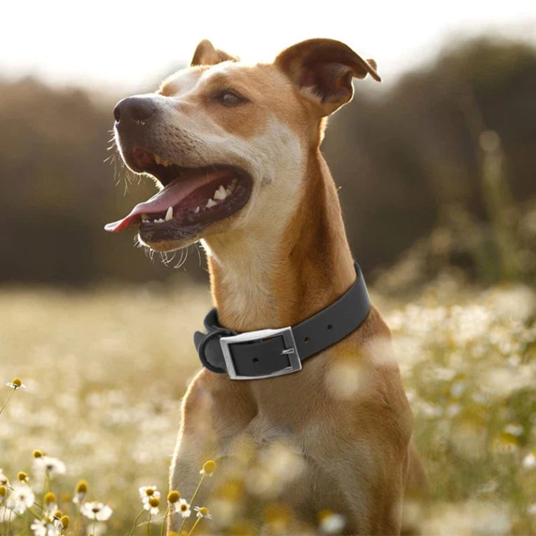 Benepaw-Adjustable-Dog-Collar-Durable-Soft-Rubber-Coated-Webbing-Waterproof-Easy-To-Clean-Pet-Collars-For-2