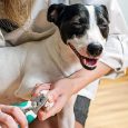 Benepaw-Dog-Nail-Clippers-With-Safety-Guard-To-Avoid-Over-Cutting-Anti-slip-Ergonomic-Handle-Pet-3