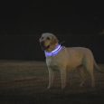 Benepaw-LED-Dog-Collar-USB-Rechargeable-Comfortable-Reflective-Bright-Light-Up-Glow-Collars-For-Small-Medium.jpg__1
