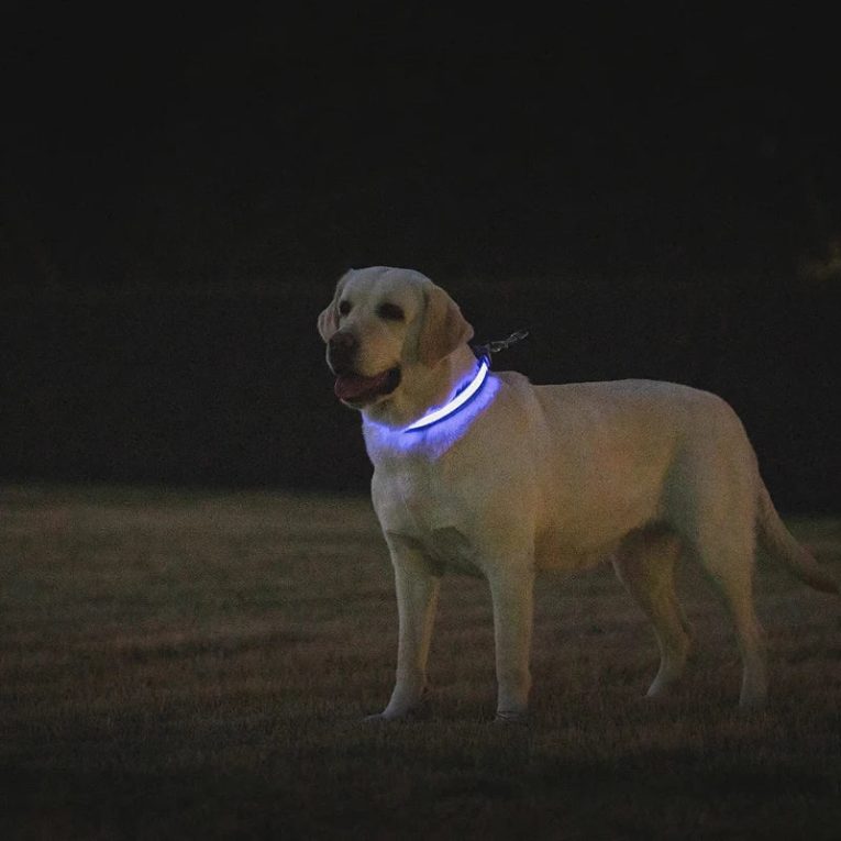Benepaw-LED-Dog-Collar-USB-Rechargeable-Comfortable-Reflective-Bright-Light-Up-Glow-Collars-For-Small-Medium.jpg__1