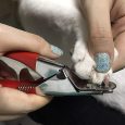 Benepaw-Professional-Dog-Nail-Clippers-Stainless-Steel-Pet-Nail-Trimmer-Claw-Cutter-Grooming-Tool-For-Small.jpg__3