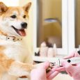 Benepaw-Professional-Dog-Nail-Grinder-USB-Charging-Low-Noise-Painless-Pet-Claw-Trimmer-Grooming-For-Small