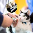 Benepaw-Safe-Efficient-Pet-Cat-Nail-Clipper-Professional-Comfortable-Non-slip-Cut-Small-Dog-Nail-Trimmer